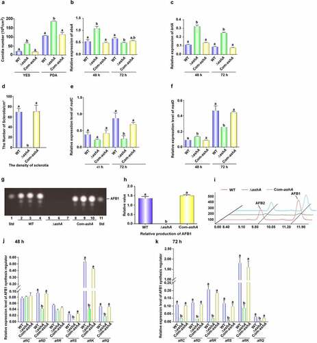 Figure 1. The role of AshA in the development and aflatoxin biosynthesis. (a) Conidial quantification of cultures of WT, ΔashA and Com-ashA strains on YES agar and PDA at 37°C in the dark for 4 d. (b) Relative expression levels of abaA gene in the above strains in YES at 37°C at 48 h and 72 h. (c) Relative expression levels of brlA gene in the above strains in YES at 37°C at 48 h and 72 h. (d) Sclerotia quantification of WT, ΔashA and Com-ashA strains on CM media at 37°C in the dark for 6 d. (e) Relative expression level of nsdC gene in the above strains in CM media at 37°C at 48 and 72 h. (f) Relative expression level of nsdD gene in the above strains in CM media at 37°C at 48 and 72 h. (g) TLC analysis of aflatoxins production from WT, ΔashA and Com-ashA strains after 6 d of incubation in dark in liquid YES media. (h) Relative quantification of AFB1 production of WT, ΔashA and Com-ashA strains according to the result of panel G. (i) HPLC analysis of aflatoxins from WT, ΔashA and Com-ashA strains cultivated in liquid YES media for 6 d. (j) Relative expression levels of aflatoxin bio-synthesis and regulation genes monitored by qRT-PCR at 48 h. All A. flavus strains were cultivated in liquid YES media. (k) Relative expression levels of aflatoxin bio-synthesis and regulation genes at 72 h. All fungal strains were cultivated in liquid YES media.