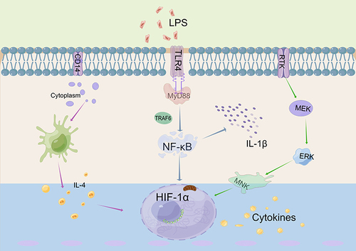 Figure 17 Molecular Mechanism of BBR Treatment for Ulcerative Colitis via TLR4/NF-κB/HIF-1α Pathway. By Figdraw.