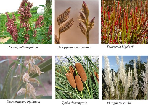 Figure 1. Some halophytes that can be a potential candidate for biofuel production.