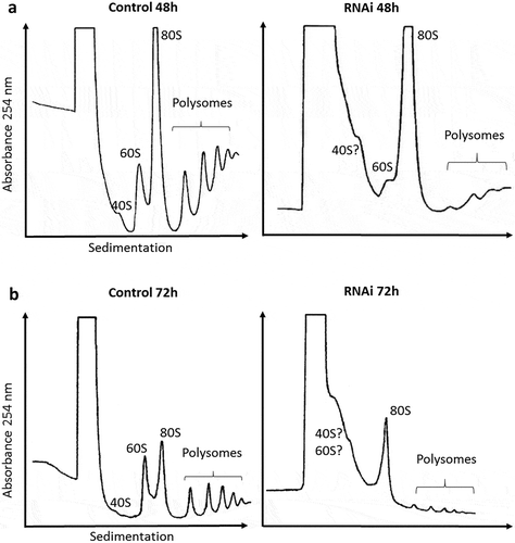 Figure 2. Polysomal profile analysis. Cell extracts were submitted to velocity sedimentation on 15 to 55% sucrose gradients. (a) Control (left) and induced TbRRP44 RNAi cells (right) at 48 hours post induction. (b) Control (left) and induced TbRRP44 RNAi cells (right) at 72 hours post induction. 5.8 × 108 and 2.5 × 108 cells were used for the polysomes analysis at 48 and 72 hours post induction, respectively. The experiments were performed at least twice with consistent results.