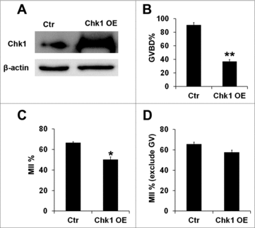 Figure 3. The effects of Chk1 overexpression (OE) on the porcine oocytes meiotic maturation. (A) Samples from control and the overexpression group were collected to test the expression of Chk1 by Western blotting. The molecular mass of Chk1 is 54 kDa and that of β-actin is 42 kDa. (B) Percentage of GVBD oocytes in the control group and Chk1 overexpression group. (C) Percentage of oocytes with first polar bodies (PB1) in the control group and Chk1 overexpression group. (D) Percentage of MII oocytes in the control group and Chk1 overexpression group after GVBD. All graphs show as mean ± SE. **p<0.01. *p<0.05.