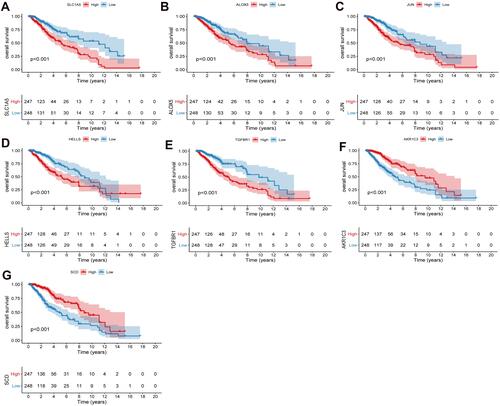 Figure 4 Prognostic analysis of SLC1A5 (A), ALOX5 (B), JUN (C), HELLS (D), TGFBR1 (E), AKR1C3 (F) and SCD (G) in high and low risk score groups in the TCGA cohort. P < 0.05 was considered statistically significant.
