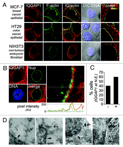 Figure 1. Novel nuclear envelope localization of IQGAP1. (A) Nuclear halo staining of IQGAP1 occurs in several cell lines. Deconvolution fluorescence cell images of human epithelial-derived MCF-7 and HT29 cancer cells and mouse fibroblast NIH 3T3 cells. Cells were immunolabelled and stained for IQGAP1 (H-109, Santa-Cruz; red), F-actin (phalloidin-FITC; green) and DNA (Hoechst; blue). (B) IQGAP1 locates to the cytoplasmic face of the outer nuclear membrane. Deconvolution microscopy fluorescence cell images of MCF-7 cells stained with IQGAP1 (red) and FxFG-repeat nucleoporins (mAb414; green). The graph depicts pixel intensity of IQGAP1 (red) and nucleoporin (green) staining from the indicated cross-section in the enlarged micrograph (toward cytoplasm on right). (C) High resolution scoring of IQGAP1 co-localization with nuclear envelope in MCF-7 cells (n = 62). (D) Electron micrographs of ultrathin cryosections of MCF-7 cells immunolabelled with IQGAP1 pAb. Cells with no primary antibody showed no specific staining pattern (not shown). Thin closed arrow indicates nuclear rim; broad open arrow indicates immunogold-labeling of IQGAP1. White bar, 200 nm.