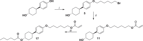 Figure 4. Synthesis of compound 17. i: K2CO3, KI, 1,6-dibromohexane, EtOH, reflux 48 h; ii: potassium acrylate, KI, DMSO, 52°C 72 h; iii: hexanoyl chloride, NEt3, THF, 0°C 1 h, r.t. 16 h