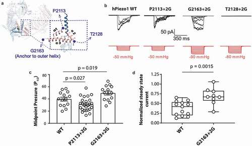 Figure 1. Glycine insertions within the anchor domain influence Piezo1 channel mechanosensitivity. (a) Representative electrophysiological traces for WT human Piezo1 (hPiezo1) and the P2113 + 2 G, G2163 + 2 G and T2128 + 2 G mutants. Cell-attached configuration with current shown in black and pressure trace in red, recorded at +60 mV pipette potential. (c) Quantification of midpoint pressure threshold (P1/2) for WT, P2113 + 2 G and G2163 + 2 G determined by fitting pressure response curves with Boltzmann fit. Data is displayed as mean ± S.E.M. (p – value determined using One-way ANOVA with Sidak’s post hoc test). (d) Normalized steady state current of the G2163 + 2 G mutant showing a significantly higher value than WT indicative of abrogated inactivation. Normalized steady state current was measured for WT and G2163 + 2 G at the first pressure that induced currents at or above the P1/2 to normalize for pressure application. Data is displayed as a maximum to minimum box and whisker plot with all data points shown (p – value determined using T-test)