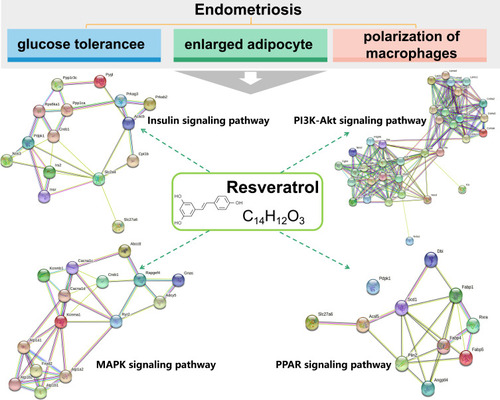 Figure7 Schematic representation of the significant pathways of resveratrol in animal models of Endometriosis. Gene interaction network among the differential genes from STRING protein-protein interaction networks using the protein coding genes of transcriptomics data. Nodes represent direct acting proteins. Edges with different color styles represent different acting types.