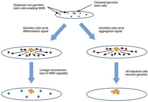 Figure 4. Two mechanisms for suppressing totipotency outside the germline in an ancestral lineage with both sequestered germline stem cells and dispersed non-germline stem cells enabling WBR. Forcing lineage commitment (left branch) suppresses totipotency outside the germline and hence WBR while leaving enabled at least partial somatic cell replacement by lineage-committed stem cells. Co-opting all totipotent cells to the germline (right branch) or killing non-germline stem cells suppresses not only WBR but also somatic cell replacement