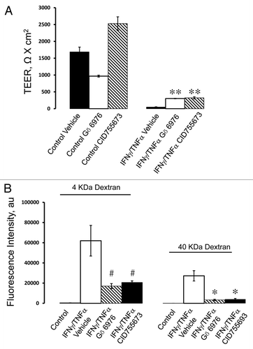 Figure 7. PKD activity is involved in cytokine-induced disruption of the pancreatic epithelial barrier. HPAF-II cells were treated for 48 h with IFNγ plus TNFα in the presence of either vehicle or two different pharmacological inhibitors of PKD, Gö 6976 (10 µM) and CID755673 (50 µM). Barrier properties of the epithelial monolayers were determined by TEER (A) and fluorescent dextran flux (B) measurements. Both PKD inhibitors significantly attenuate cytokine-induced drop of TEER and increase in transepithelial dextran fluxes. Data are presented as mean ± SE (n = 3); *p < 0.01; **p < 0.001; #p < 0.05 compared with cytokine/vehicle-treated cells.