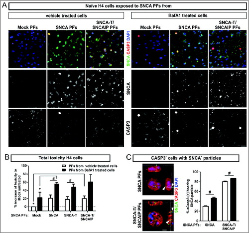 Figure 4. Toxic response of naïve H4 cells exposed to extracellular SNCA. (A) Immunocytochemistry of CASP3+ cells after 6 h exposure of naïve H4 cells to extracellular SNCA associated with particle fractions (PFs) prepared from conditioned medium of H4 cells transfected with SNCA, SNCA-T, and both SNCA-T and SNCAIP (and control H4 cells). Scale bar 40 μm. (B) Increase of toxicity in naïve H4 cells exposed to PFs containing extracellular SNCA from untreated and BafA1-treated cells after 6 h compared to exposure with control medium measured by AK release using ToxiLight assay. (C) Higher magnification of CASP3+ cells reveals an association to the surface of exposed H4 cells and intracellular accumulation of SNCA+ PFs. Scale bar 5 μm. All values are mean + s.e.m; differences were significant at (*) P < 0.05 and (#) P < 0.05.