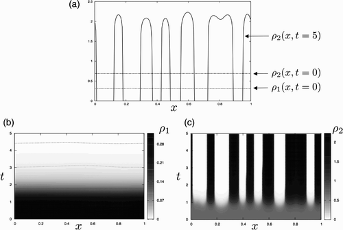 Figure 1. Turing instability and pattern formation for the go-or-rest model. (a) Spatial distribution of the cell populations in the domain [0, 1] at times t=0 and t=5. The initial densities ρ1(x, t=0) and ρ2(x, t=0) are shown by dotted and dashed lines, respectively. The solid line corresponds to the spatial distribution of the static population at time t=5. The corresponding profile ρ1(x, t=5) for the motile population is not presented since the values are much smaller in magnitude. (b) Spatio-temporal evolution of the motile cell density ρ1. The horizontal axis is used for space and the vertical one for time. The three contour levels indicate (from bottom to top) the iso-values ρ1=10−1, 10−2 and 10−3. (c) Spatio-temporal evolution of the static cell density ρ2. The horizontal axis is used for space and the vertical one for time. The contour level corresponds to the value ρ2=1 used as the initial value of the total density. Parameter values: (M, α, ρ*)=(5.0, 4.0, 0.9).