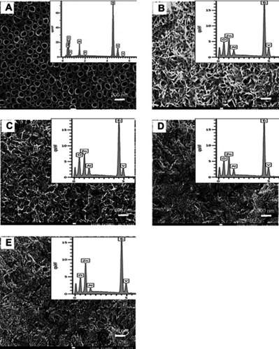 Figure 1 SEM images of Ti alloy surface with (A) the self-assembled titania nanotubes (TiO2 NTs), (B) nano zinc oxide (nZnO) grown on the TiO2 NTs without any heat treatment, and nZnO grown on the TiO2 NTs after heating to either (C) 350 ºC, (D) 450 ºC, or (E) 550 ºC. There was no hydroxyapatite added to these samples. The inset in each panel shows the elemental composition of the coatings by electron dispersive spectroscopy (EDS). Images are examples from at least three replicates.