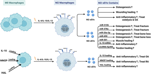 Figure 5 Published data on the biogenesis of sEVs derived from M2 macrophages in bone-related diseases.