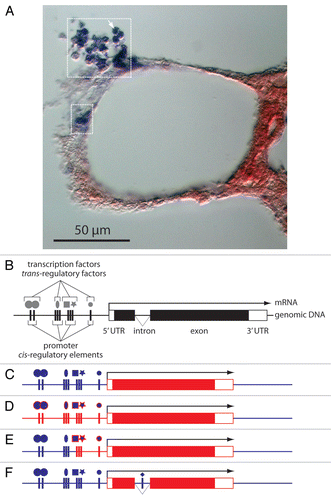 Figure 1 HGTs of transcribed DNA need to be delivered with, or recruit appropriate regulatory elements. (A) The horizontally transferred gene Awi-Spherulin is exclusively and highly expressed in a subset of A. willeyana's cells, those that secrete calcified spherulites.Citation1 A histological section of A. willeyana reveals Awi-Spherulin positive cells (within dashed boxes—an individual cell is indicated by the arrow) following in situ hybridization against the transcribed Awi-Spherulin mRNA. Other sponge cells (stained red) are devoid of Spherulin transcripts. The spatial and temporal specificity of Awi-Spherulin expression is governed by the cis- and trans-regulatory elements associated with the Awi-Spherulin gene. (B) A schematic representation of a eukaryotic gene and the associated trans-regulatory elements (transcription factors). (C–F) One, or a combination of several possible scenarios regarding the regulation of Awi-Spherulin expression must have occurred following the HGT that established Spherulin in the A. willeyana genome. Red elements represent horizontally transferred exogenous DNA, blue elements indicate A. willeyana endogenous molecules. The most simplistic scenarios are: (C) Spherulin was integrated into a genomic locus that already possessed the cis- and trans-regulatory elements necessary to drive the expression of Awi-Spherulin within spherulite forming cells. For example the Astrosclerin geneCitation26 may have had these regulatory elements in place at the time of the Spherulin HGT. These elements could have been co-opted to immediately drive the expression of Awi-Spherulin within spherulite forming cells; (D) The HGT delivered the Spherulin open reading frame together with ‘xeno’ cis-regulatory elements (red vertical bars). These foreign cis-regulatory elements were then able to recruit A. willeyana transcription factors to drive the expression of Awi-Spherulin in spherulite forming cells. Such a scenario may have been expedited by recruiting evolutionary conserved homologs of the transcription factors used to regulate the ‘original’ expression of the bacterial homolog of Spherulin. These conserved, but A. willeyana specific, transcription factors are indicated as blue shapes with a red outline. Such a scenario would presumably require the action of selective forces to refine the expression of Spherulin in spherulite forming cells. (E) a combination of the above two scenarios may have occurred, with subsequent selective pressures refining the expression of Awi-Spherulin; (F) The Awi-Spherulin gene possesses a spliceosomal intron.Citation1 Introns can contain regulatory elementsCitation35 supporting the likelihood that the expression of Awi-Spherulin was modified and refined after its integration into the A. willeyana genome (as opposed to scenario C) through the addition of eukaryotic genetic features.