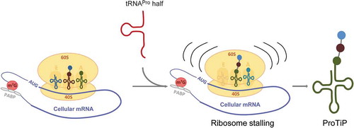 Figure 7. Model of the effect of the tRNAPro 5ʹ half on translation. The tRNAPro is processed into the tRNAPro 5ʹ half through cleavage at the anticodon region. The tRNAPro 5ʹ half binds to the ribosome and likely causes ribosome stalling. Consequently, translation is inhibited globally resulting in the accumulation of the peptidyl-tRNA inside the stalled ribosomes that we identified as ProTiP.