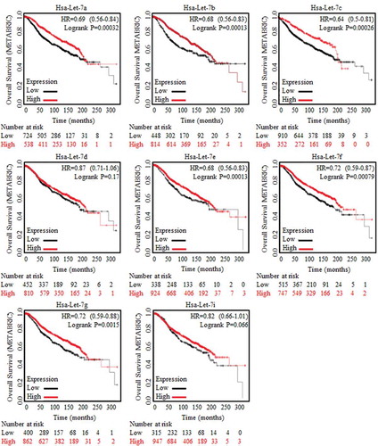 Figure 1. Results of Let-7 family generated based on METABRIC database analysis.Clinical analysis of Let-7 family of miRNAs were conducted and concluded relying on Kaplan-Meier analysis (http://kmplot.com/analysis/), where the huge amount of data and trends of clinical specimens in analyzing survival prognosis could be found. Enrolled samples number was indicated below each diagram. Let-7a, Let-7b, Let-7c, Let-7d, Let-7e, Let-7f, Let-7g and Let-7i were generated and captured from METABRIC data base, as were indicated in the figures. Results of Let-7a, Let-7b, Let-7c, Let-7e, Let-7f and Let-7g showed their significant correlation to better prognosis.