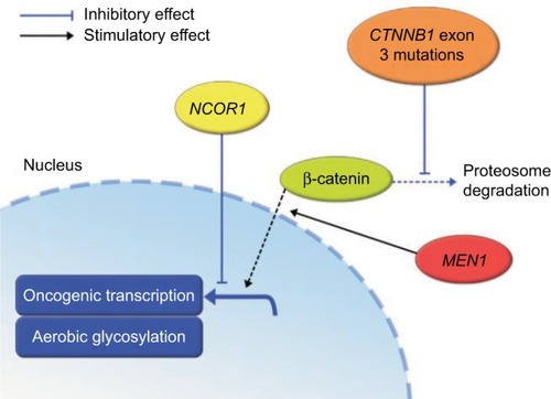 Figure 5 Relationship between β-catenin, MEN1, and NCOR1 mutations and the Wnt signaling pathway summarized.Citation41