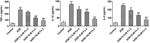 Figure 2. Fumitremorgin C alleviates AGE-induced SW1353 cell inflammation. The expression of TNF-α, IL-1β, and IL-6 in AGE-induced SW1353 cells pretreated with fumitremorgin C. ***P < 0.001 Versus Control. ##P < 0.01, ###P < 0.001 Versus AGE. Fu C: Fumitremorgin C.