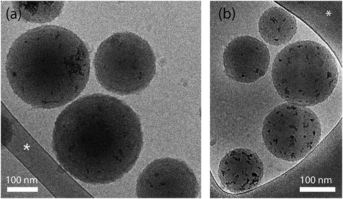 Figure 1. Cryogenic-TEM images of coated nanospheres. (a) CuO-NPs@H-PLGA/PDA/PEG and (b) CuO-NPs@L-PLGA/PDA/PEG in water. Scale bar denotes 100 nm. The asterisk denotes perforated carbon film supported on a TEM copper grid