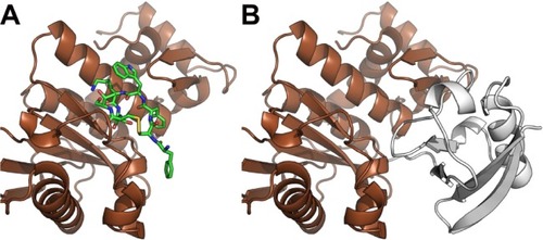 Figure 4 Octreotide targets the SENP2:SMT3C interface.Notes: (A) Octreotide (green) docked to the catalytic domain (aa region 365–589) of SENP2 (brown); (B) SENP2 in complex with residues 20–97 of SMT3C (gray) (PDB: 1TGZ).