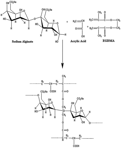 Figure 2. Presumptive structure of cross-linked NaAlg/AA hydrogels.