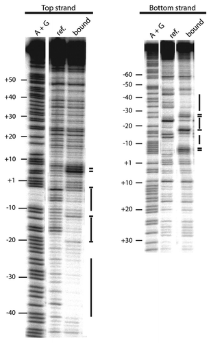 Figure 4 DNase I footprint of the R2Lp ZF3-Myb polypeptide. The denaturing polyacrylamide gel used to assay the DNase I footprint of the R2Lp ZF3-Myb polypeptide bound to top or bottom strand 32P end labeled 150 bp target DNA substrate is presented. Top strand labeled data is on the left and bottom strand labeled data is on the right. The lanes marked A+G are adenosine plus guanosine cleaved target DNAs that are used as linear guides to determine location along the target DNA. The lanes marked “bound” and “ref.” are protein:DNA complexes treated with DNase I and naked-DNA treated with DNase I, respectively, that were fractionated by EMSA and analyzed by denaturing gel electrophoresis. Regions of DNA that are protected from DNase I degradation by the presence of the R2Lp ZF3-Myb polypeptide are marked with thick black lines. Short thick black lines mark polypeptide binding induced DNase I hypersensitive sites.