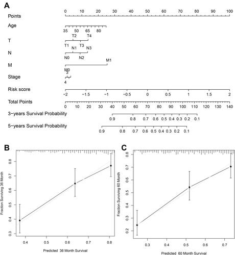 Figure 9 Construction of LUSC prognostic nomogram (A) Nomogram predicting the likelihood of survival at 3 and 5 years for individual LUSC patients. (B and C) Calibration curves for 3-year and 5-year survival rates for LUSC patients. Forty-five-degree dashed lines represent the high agreement between predicted and actual likelihood line plots.