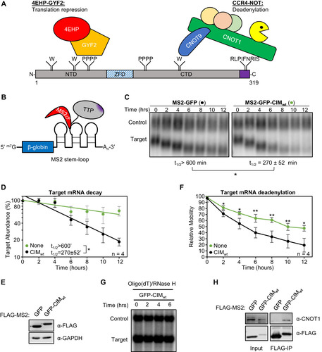 FIG 1 The TTP CIM promotes mRNA deadenylation and decay. (A) Schematic of mouse TTP, highlighting conserved tryptophan residues (W) interacting with CNOT9, tetraproline motifs (PPPP) interacting with the 4EHP-GYF2 translation repression complex, and the CNOT1-interacting motif (CIM), shown in purple. NTD: N-terminal domain, ZFD: Zinc-Finger Domain, CTD: C-terminal domain. (B) Schematic of the tethered mRNA decay assay. A tetracycline-regulated β-globin mRNA containing MS2 coat protein (MS2cp) stem-loop binding sites in the 3’UTR is targeted by MS2-TTP fusion proteins. (C) Representative Northern blots monitoring the degradation in HeLa Tet-off cells over time after transcriptional shutoff by addition of tetracycline, of β-globin mRNA (Target) tethered to MS2-GFP (left) or MS2-GFP-CIM (right) fusion proteins compared to an extended β-globin mRNA (Control) that lacks MS2-coat protein binding sites and is not regulated by tetracycline. The half-life of the target mRNA calculated after normalization to the internal control is shown below each panel with standard deviation from four independent experiments. (D) Graph quantifying mRNA decay assays for β-globin mRNA tethered to MS2-GFP fusion proteins shown in panel C. Dots represent target mRNA abundance relative to the internal control at each time point with standard deviations shown from four independent replicates (n = 4). The curves represent best fits to first-order degradation. Calculated half-lives are given with standard deviation. (E) Western blots monitoring expression levels of indicated FLAG-MS2-GFP fusion proteins in the experiment in panel C. GAPDH serves as an internal control. (F) Graph showing relative band mobilities as a measure of mRNA deadenylation from the experiment in panel C. Dots represent mobility of the target mRNA relative to the control mRNA, with the mobility at time zero set to 100 and the mobility of a deadenylated target mRNA, generated by treatment with oligo-dT and RNase H (panel G), set as 0. Error bars represent standard deviation (n = 4). (G) Northern blot monitoring β-globin mRNA tethered to MS2-GFP-CIM fusion protein in HeLa tet-off cells and treated with oligo-dT and RNase H. (H) Western blots showing proteins co-immunoprecipitating (IP, right panels) with indicated FLAG-MS2-GFP fusion proteins expressed in HEK293T cells. Input samples corresponding to 2.5% of IPs are shown on the left. *, p < 0.05, **, p < 0.01; student's two-tailed t-test.