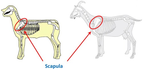 Figure 1. Scapula bone location for sheep and goats.