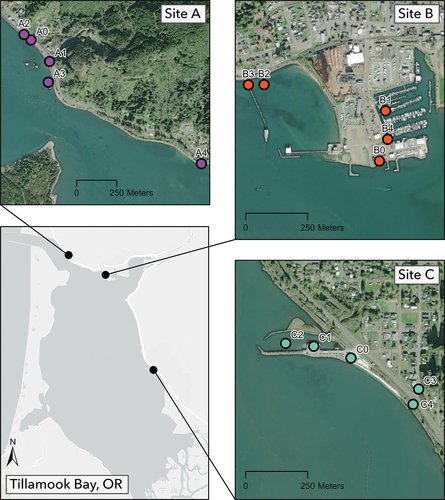 Figure 2. Map of survey stations nested within Tillamook Bay estuary sites A–C.