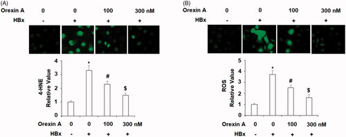 Figure 3. Orexin A mitigates HBx-induced oxidative stress in L-02 hepatocytes. L-02 hepatocytes were transfected with the HBx-encoding plasmid for 24 h, followed by treatment with orexin A at a concentration of 100 or 300 nM for another 24 h. (A) 4-HNE expression was measured by the immunostaining; (B) ROS was measured by the DCFH-DA assay (*, #, $, p < .01 vs previous column group).