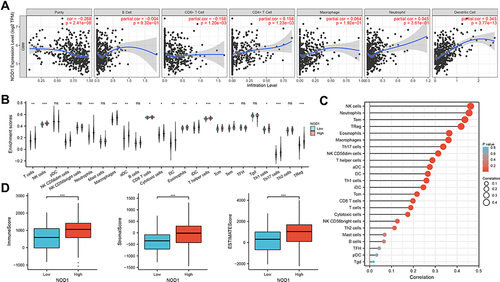 Figure 6 Immune analysis of NOD1 in GBM patients. (A) NOD1 expression was positively correlated with CD4 + T lymphocyte and dendritic cell concentration, and negatively correlated with CD8 + T lymphocyte infiltration. (B) Correlation between NOD1 expression and immune cells. (C) Correlation analysis between NOD1 expression and corresponding immune cells in GBM. (D) Distribution of the immune, stromal, and ESTIMATE scores among groups with high and low levels of NOD1 expression in TCGA. *p<0.05; **p<0.01; ***p<0.001.