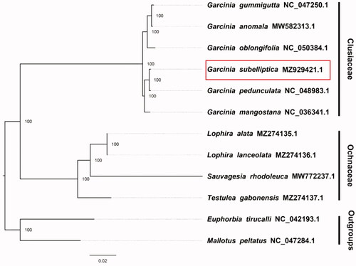 Figure 1. The maximum-likelihood phylogeny obtained from 12 complete plastome sequences using RAxML.