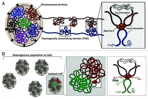 Figure 1. Hierarchical chromatin organization may facilitate variegated gene expression. (A) Chromatin is spatially segregated into territories, which are further organized into topological associating domains (TADs). Cis or intra-chromosomal interactions occur within a TAD, while, trans or inter-chromosomal contacts are facilitated by the proximal localization of neighboring TADs. (B) A subset or “jackpot cells” in the population may possess an optimal chromosomal arrangement to permit specific intra- and/or inter-chromosomal contacts. As a consequence of loop-mediated transcriptional regulation, these cells display elevated levels of transcription.Citation3