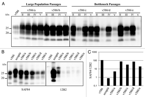 Figure 2. Evolution of PrPSc in v586. (A) western blot analysis of PrPres from v586-derived populations, as indicated. PrPres from different PMCA rounds (roman numbers) were analyzed using antibody SAF84, showing an upward shift of v586/a, and poor PrPres yields in odd rounds of v586/c, v586/d and v586/e. (B) Epitope mapping of PrPres from v586-derived populations analyzed in replica blots with antibodies SAF84 or 12B2, in comparison with v586 and a scrapie control. v586/a showed an intermediate PrPres profile between the inoculum (BSE-like PrPres profile) and the control scrapie. (C) Graph depicting the SAF84/12B2 antibody ratio (y axis, log scale) for samples shown in panel B.