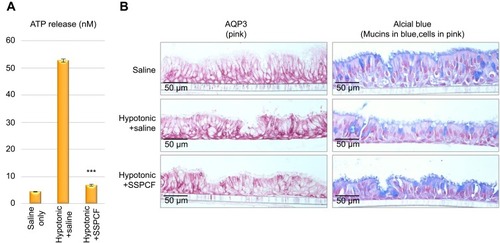 Figure 5 Evaluation of the ATP release and cell morphology effects of SSPCF. (A) ATP release (nM) after 2 mins of treatment following 5 mins of hypotonic saline solution pre-application. Hypotonic solution + saline treatment caused a significant increase in ATP release, as compared to saline-only control. On the other hand, the amount of ATP released upon hypotonic solution + SSPCF treatment was significantly lower compared to hypotonic solution + saline treatment. ***p<0.001. (B) Immunohistochemical staining of the tissues 2 mins after treatment, by AQP3 antibody and Alcian blue. These data indicate that SSPCF treatment helps recover the tissues from hypotonic stress. Error bars represent SEM.