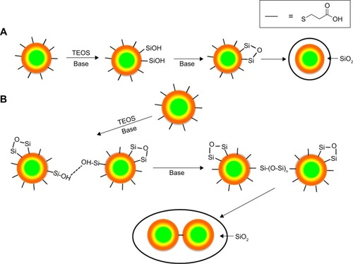 Figure 10 Potential pathways of quantum dots silica coating.Notes: (A) Low concentration of arginine, silanol groups do not cross-link between quantum dots. (B) High concentration of arginine, silanol groups cross-link, leading to quantum dots bound together within a silica shell.Abbreviation: TEOS, tet raethyl orthosilicate.