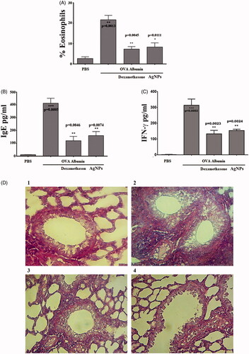 Figure 7. Anti-allergic activity of silver nanoparticles (AgNPs). (A) AgNPs reduce percentage of eosinophil count. (B) AgNPs reduce IgE level. (C) AgNPs reduce IFN-γ level. Asterisks inside the column indicate statistical differences from the basal. While, asterisks outside the column indicate statistical differences from dexamethasone and AgNPs treated animals. Data are represented as mean ± SEM of three independent experiment. *p≤.05, **p≤.01 and ***p≤.001. (D) Photomicrographs of sections of the lung tissue were showed as: (1) a normal control group. (2) Asthmatic animal group. (3) Dexamethasone treated group. (4) AgNPs treated group. Magnification power ×40.