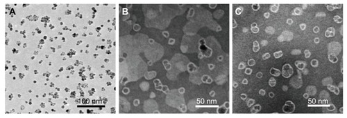 Figure 2 Transmission electron microscopy images of (A) SPIONs, (B) ML, and (C) Bt-ML.Abbreviations: SPIONs, superparamagnetic iron oxide nanoparticles; ML, magnetoliposomes; Bt-ML, biotinylated magnetoliposomes.