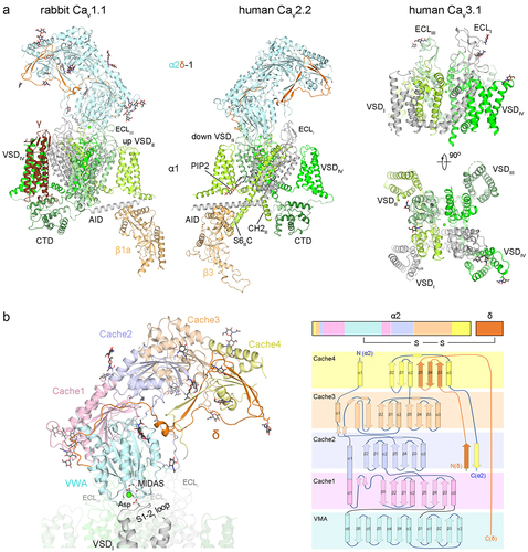 Figure 2. The subunit architecture of Cav channels. (a) the overall structures of rabbit Cav1.1 (PDB: 5GJV), human Cav2.2 (PDB: 7MIY) and human Cav3.1 (PDB: 6KZO). All structures are domain-colored. In Cav2.2, the β3 subunit is sandwiched between AID and the S6II cytosolic segment (S6IIC). The Cav2-specifc cytosolic helix in repeat II (CH2II) is also labeled. The lipid molecule, phosphatidylinositol 4,5-bisphosphate (PIP2, black stick), is coordinated with the interface between down VSDII and PD. CTD, C-terminal domain (forest cartoon). ECL, extracellular loop. (b) structural topology of the α2δ-1 subunit. The VWA domain and four cache domains (domain-colored) are intertwined in the primary sequence. The α1 subunit interacts with VWA (palecyan), Cache1 (light pink) and the intervening loop of the Cache2 domain (light blue) of the α2δ-1 subunit. The interface between VWA and α1 subunit involves the coordination of a Ca2+ ion (green sphere), facilitated by the metal ion-dependent adhesion site (MIDAS) site and the Asp residue on the S1–2 loop of repeat I.