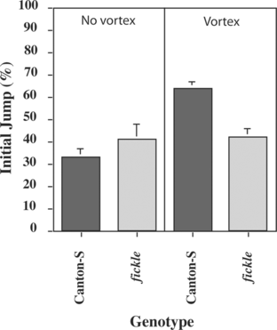 Figure 5 Sensitization of the olfactory jump reflex is defective in fickle. A naïve fly either remained undisturbed in the training chamber of the habituation apparatus (No vortex) or was placed in the training chamber, immediately vortexed for 75 s and then placed into the apparatus. In both cases, the fly was subjected to an odor test-trial (0.5% BA) two min after being placed in the training chamber. In the absence of vortexing, Mean Initial Jump Scores did not differ significantly (AD-LSD = − 0.16, α = 0.05) between wild-type Canton-S (gray bar) and fickle (light gray bar) flies (n = 66 and 66 for fickle and Can-S, respectively). The mean Initial Jump Score for wild-type flies after vortexing (n = 66) was significantly higher (AD-LSD = 0.18, α = 0.05) than that without vortexing, while no such increase was detected (AD-LSD = − 0.22, α = 0.05) after vortexing (n = 66) in flies homozygous for fickle.