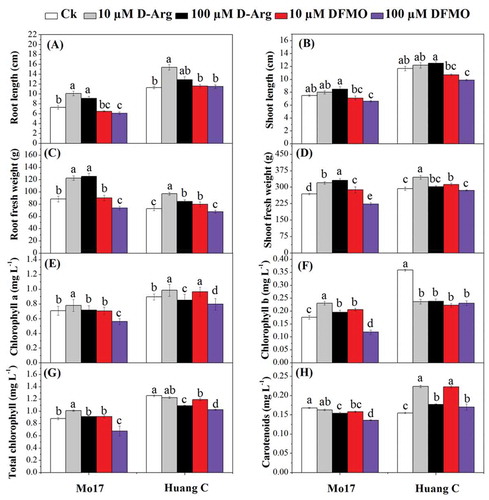 Figure 1. Effects of D-Arg and DFMO on root length (a), shoot height (b), root fresh weight (c), shoot fresh weight (d), chlorophyll a (e), chlorophyll b (f), total chlorophyll (g) and carotenoids (h) of two maize inbred lines under chilling stress