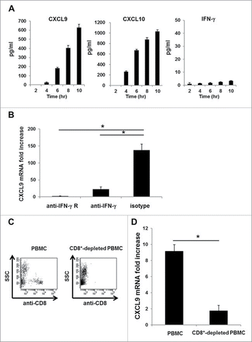 Figure 4. A minute amount of IFNγ secreted by CD8+ T cells is sufficient to induce rapid and robust CXCR3 ligand mRNA synthesis. (A) PBMC from A24+ donors latently infected with EB virus were incubated with EBNA3A246–254 peptide. At the indicated time points, the levels of CXCL9, CXCL10 and IFNγ in the culture supernatant were evaluated by ELISA. One representative data out of three independent experiments using different PBMC donors is shown. Data represent means ± SD. (B) Blocking assay, whereby PBMC from A24+ donors latently infected with EB virus were cultured for 1 h in the presence of an anti-IFNγ receptor mAb, an anti-IFNγ mAb or an isotype control mAb before incubation with EBNA3A246–254 peptide or DMSO as a control. After 5-h incubation with EBNA3A246–254 peptide, the relative fold increase of mRNA levels of CXCL9 compared with DMSO was quantified. Data represent relative quantity means ± SD. Asterisks indicate statistically significant differences (p < 0.01). (C) Flow cytometry analysis before (left) and after (right) cell sorting. The CD8+ population was depleted from PBMC by cell sorting. (D) Each population was incubated with EBNA3A246–254 peptide. The relative fold increase in mRNA levels of CXCL9 over the DMSO control was quantified. Data represent relative quantity means ± SD. Asterisks indicate statistically significant difference (p < 0.01).