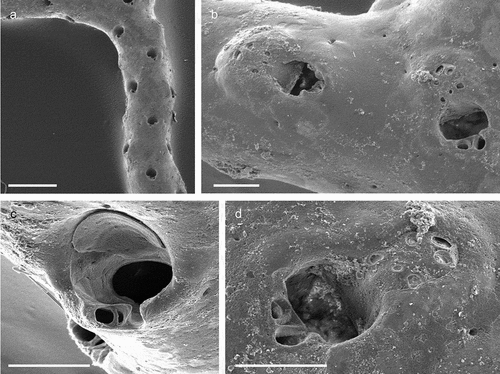 Figure 40. Buskea nitida. (a) Colony. (b) Zooids. (c) Close up of the orifice. (d) Maternal zooid. Scales: (a) 500 µm; (b–d) 100 µm.