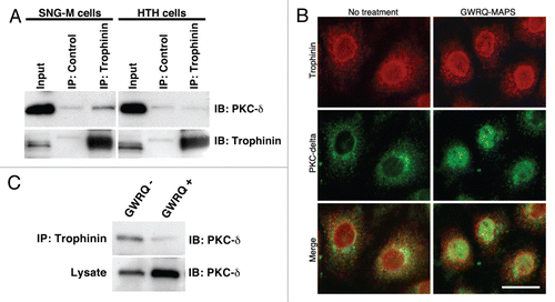 Figure 6 Association of trophinin with PKC-δ in SNG-M cells. (A) Immunoprecipitation by anti-trophinin antibody followed by western blot for PKC-δ. Cell lysates of SNG-M cells and HT-H cells were immunoprecipitated using an anti-trophinin antibody, followed by western blot analysis for PKC-δ. (B) Double immunofluorescence microscopy of SNG-M cells treated with or without GWRQ-MAPS for trophinin or PKC-δ. A scale bar presents 25 µm. (C) Dissociation of PKC-δ from trophinin in GWRQ-treated SNG-M cells. Western blot analysis of immunoprecipitates using an anti-trophinin antibody from lysates of SNG-M cells treated with or without GWRQ-MAPS.