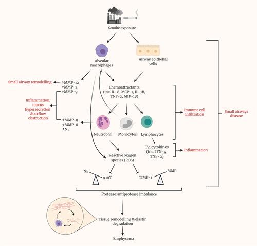 Figure 3 Prolonged smoke exposure initiates various pathways, resulting in disease of the small airways and eventuating in the onset of emphysema. Upon exposure to smoke, both alveolar macrophages and epithelial cells within the small airways release various chemoattractants, including interleukin (IL)-8, monocyte chemoattractant protein (MCP)-1, IL-1B, tumor necrosis factor (TNF)-α and macrophage inflammatory protein (MIP)-1β. These, in turn, recruit neutrophils, monocytes and lymphocytes and promote their infiltration of the small airways. Alongside alveolar macrophages, neutrophils are a source of matrix metalloproteinases (MMPs) within the lungs. MMPs have been shown to contribute to several of the phenotypic changes in SAD, namely remodeling, inflammation, mucus hypersecretion and airflow obstruction. Recruited monocytes differentiate into macrophages, contributing almost to a positive feedback loop. Lymphocytes represent a major source of cytokines, particularly Th1 cytokines such as IFN-γ, which contribute greatly to local inflammation. Reactive oxygen species (ROS) generation by neutrophils inhibits the action of antiprotease, alpha-1 antitrypsin (AAT), thus causing an imbalance with its cognate protease, neutrophil elastase. Similarly, the antiprotease activity of TIMPs is hindered by ROS. By result, a large imbalance is observed, in favor of protease activity. Cumulatively, these prior pathways culminate in tissue remodeling and elastin degradation within the alveoli, leading to emphysema. Elastin fibers, as liberated by elastin degradation, activate alveolar macrophages.