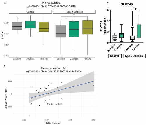 Figure 6. SLC7A5 methylation of A. a specific CpG: cg06770731 Chr16 87,863,812 SLC7A5 3’UTR Linear mixed models *p < 0.05, **p < 0.01, ***p < 0.001. Post AB: post antibiotics. B. Spearman correlation between a CpG and mean fluorescent intensity (FI) of CD8+ MAIT cells. Delta of both variables was used for this analysis. C. Gene expression of SLC7A5 in healthy controls and T2D individuals at baseline and after 2 weeks of histidine supplementation. Significant increase in SLC7A5 expression in the T2G group assessed with Mann–Whitney test; *p < 0.05.