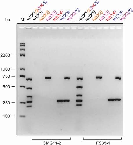 Figure 5. Use of single PCR to re-verify the co-carriage of tet(X3) and tet(X5) in two isolates of CMG11-2 and FS35-1 PCR results of single gene verified that the two strains (CMG11-2 and FS35-1) are consistently positive in tet(X3) [and tet(X5)]-specific molecular detection, whereas negative in tet(X1) [or tet(X2)/tet(X4)]-specific PCR assays. The expected size of PCR products is 685 bp for tet(X3), and 265 bp for tet(X5) (Table 1). PCR products were separated with electrophoresis of 2% agarose gel. Designations: bp, base pair; M, DNA marker (Trans 2K Plus II); the symbol “–”, negative control; the mixture of tet(X) [X1 to X5] PCR products, positive control