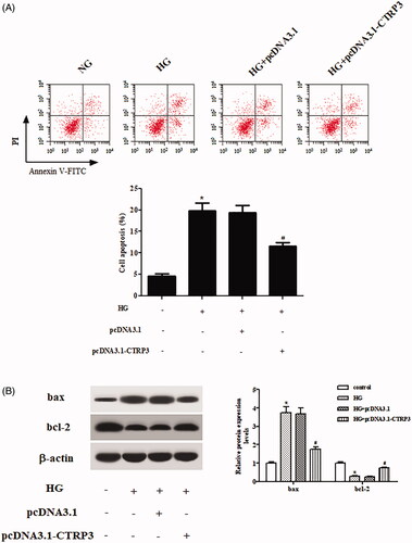 Figure 5. Effect of CTRP3 overexpression on HG-induced cell apoptosis in ARPE-19 cells. ARPE-19 cells were transfected with pcDNA3.1-CTRP3 or control plasmid pcDNA3.1 for 24 h and then subjected to HG condition (25 mmol/l d-glucose) for 24 h. (A) Flow cytometry was applied to examine apoptotic rate of ARPE-19 cells. (B) Western blot was used for the semi-quantitative assessment of the expressions of bax and bcl-2. *p < .05 vs. control, #p < .05 vs. HG + pcDNA3.1 group.