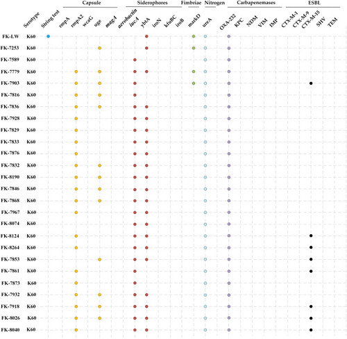 Figure 3 Gene profiles of K. pneumoniae isolates. Virulence genes and drug-resistance genes identified by PCR-based profiling are indicated with colored dots.