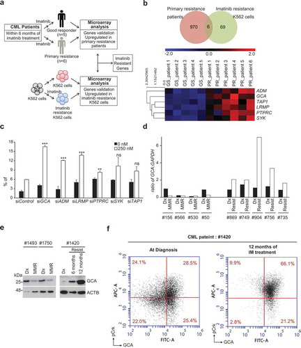 Figure 1. GCA was induced in imatinib-resistant CML patient-derived primary leukemia cells. (a) The workflow for the screening of genes is related to imatinib resistance. (b) Venn diagram showing the overlap between K562IMresist cells and imatinib resistant CML patient group (top panel). The differential gene expression for the overlapped 6 genes with a change in their expression between good response (GS) patients and primary resistant (PR) patients plus hierarchical clustering on entities using euclidean distance with averaged linkage analysis (bottom panel). (c) The knockdown effect of 6 overlapped genes on imatinib resistance. K562 cells were transfected with indicated siRNAs, treated with imatinib (0 or 250 nM) for 48 h and stained with ANXA5 for FACS analysis. The ratio (%) of the apoptotic cell was graphed with S.D. as an error bar; Student’s t-test, **p < 0.01, ***p < 0.001, ns = non-significant. (d) The mRNA levels of GCA were analyzed by qRT-PCR in CML patient-derived PBMCs; Dx (after diagnosis), MMR (major molecular response), Resist (resistance). (e) The protein levels of GCA were analyzed by immunoblotting with the samples from two imatinib-sensitive patients after diagnosis (Dx) and 6 months imatinib treatment with MMR (left panel) and a imatinib-resistant patient after diagnosis, 6 and 12 months imatinib treatment with Resist (right panel). (f) GCA and phosphorylated CrkL (p-CrkL) were analyzed by flow cytometry using PBMC from CML-CP patients (#1420) at diagnosis and after 12 months of IM (imatinib) treatment.